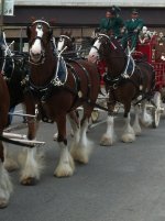 Clydesdales.JPG