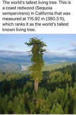 Tall Tree.jpg