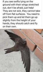 Birds Fly.jpg