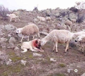 Sheep Dog.png