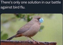 Bird Flu.jpg