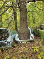 VW Tree.jpg