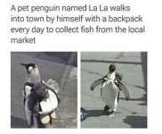 Penguin.jpg