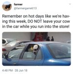 Cow in Car.jpg