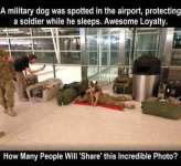 Military Dog.png