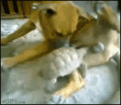 turtlebitesdog_809cc10c704ad15d62346c1be82bae52f79c6358.gif