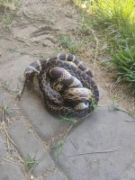IMG_0807.jpeg