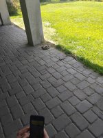 IMG_0810.jpeg