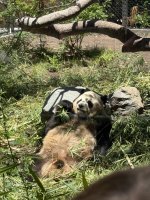 IMG_1234.jpeg