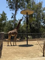 IMG_1236.jpeg