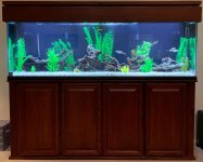 Fish Tank 2.jpg