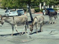 IMG_1137.jpeg