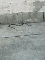 IMG_0128.jpeg