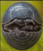 1777809956932.png