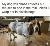 1777820073824.png