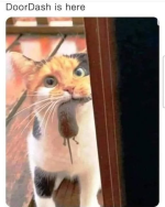 1778505224800.png