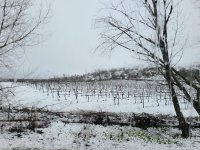 Snow in Grape Fields, by Dan, 24Mar22.jpg