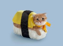 sushi-cats-tange-nakimushi-peanuts-designboom-09__880.jpg