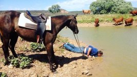 Lead-a-Horse-to-Water.jpg