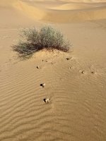 39C9A95B-0F22-4964-AF20-9FA12F632556.jpeg 39C9A95B-0F22-4964-AF20-9FA12F632556.jpeg