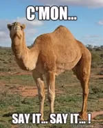 camel-hujmp-day-meme.webp