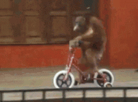 funny-animals-simio.gif