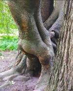 Tree Humping.png