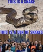 Snakes.jpg