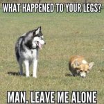 Dog Legs.jpg