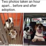 Before and after adoption.jpg