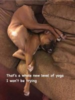 Yoga Dog.jpg