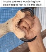 Eagles Foot.jpg