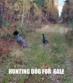 Hunt Dog For Sale.jpg