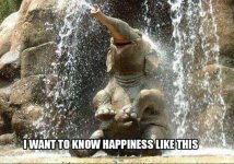 Happy Elephant.jpg