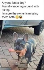 Lost Dog.jpg