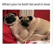 Fat In Love Dogs.png