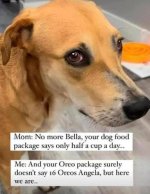 No More Bella.jpg