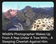 Cheetah.jpg