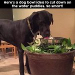 Dog Bowl.jpg