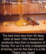 Bees.png